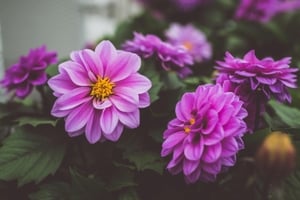 Purple flowers.